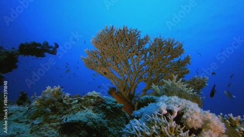 Wallpaper Mural Coral Garden Fish Scene. Coral garden seascape. Blue water background. Blue turquoise sea water waves. Colourful tropical coral reefs. Torontodigital.ca