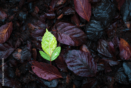 A vibrant green leaf stands out against a dark, wet background of fallen reddish-brown and black leaves on the forest floor, symbolizing contrast and new life.
