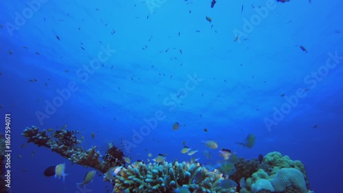 Wallpaper Mural Coral Garden Orange Blue Fish. Tropical colourful underwater seascape. Underwater fish garden reef. Reef coral scene. Coral garden seascape. Torontodigital.ca