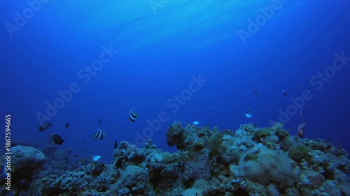 Wallpaper Mural Coral Garden Vibrant Fish. Reef coral scene. Coral garden seascape. Colourful tropical reefs. Vibrant coral garden. Torontodigital.ca