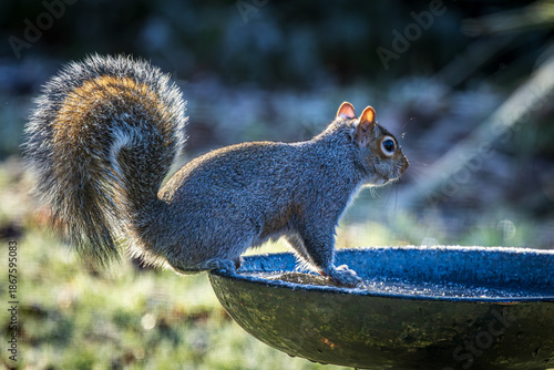 A close up of a grey squirrel perched on a bird bath with frozen water, on a sunny December day © lemanieh