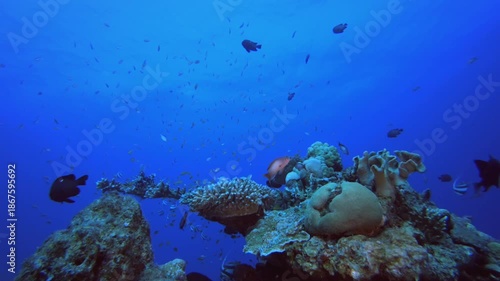 Wallpaper Mural Coral Reef Fish Scene. Tropical colourful underwater seascape. Underwater fish garden reef. Reef coral scene. Coral garden seascape. Torontodigital.ca