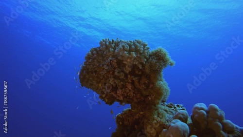 Wallpaper Mural Coral Reef Fish Underwater Life. Tropical fish reef marine. Soft-hard corals seascape. Vibrant coral garden. Reef coral scene. Beautiful soft coral. Sea reef. Torontodigital.ca