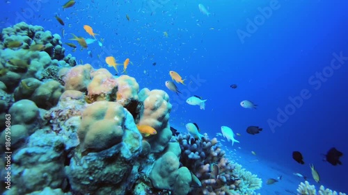 Wallpaper Mural Coral Reef Fish Underwater Life. Coral garden seascape. Blue water background. Blue turquoise sea water waves. Colourful tropical coral reefs. Torontodigital.ca