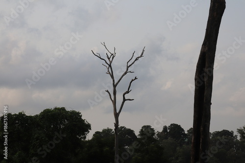 Tree branches, nature environment, environment and flora 