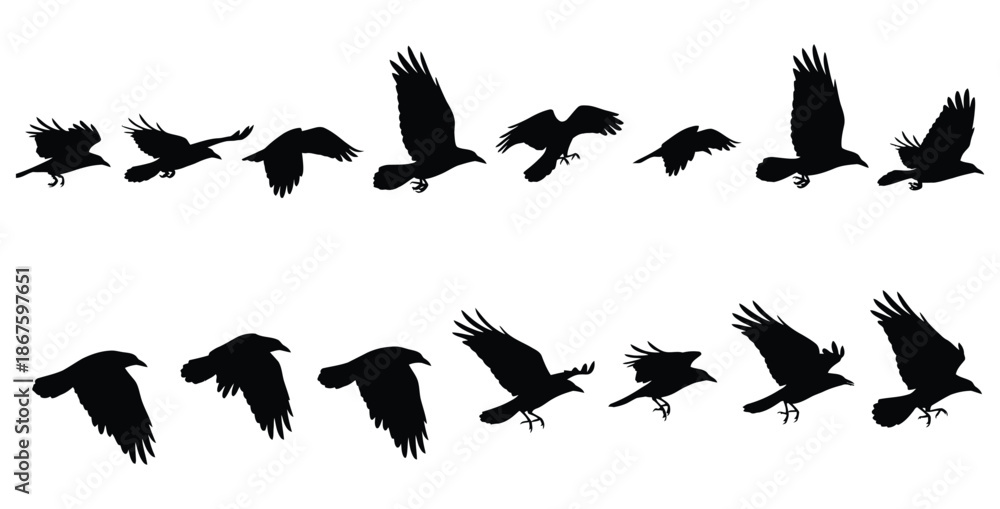 Fototapeta premium Silhouette animation sequence showcasing various stages of a majestic black raven bird flapping its wings while in continuous midair flight motion