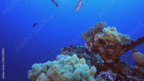 Wallpaper Mural Coral Reefs Seascape. Underwater sea fish. Colourful underwater seascape. Tropical fish reef marine. Underwater sea fish. Tropical fish reef marine. Torontodigital.ca