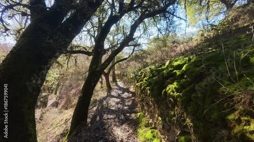 Dynamic low-angle shot looking up through the bare branches of winter trees towards the mossy cliffs of the Fuentetoba natural park, a hidden gem in the beautiful region of Castilla y León, Spain.