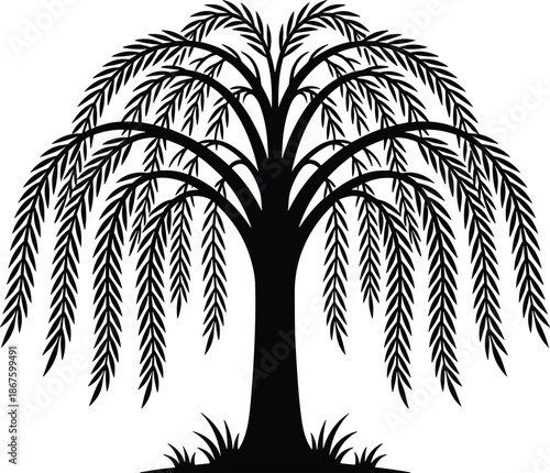 Weeping willow tree silhouette illustration, black drooping branches nature vector design isolated white background botanical art