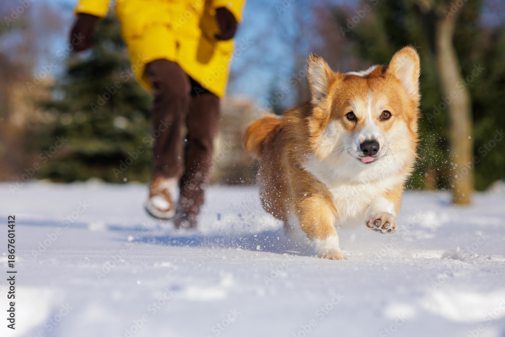 Naklejka premium Corgi Running Through Snow Toward Camera During Winter Training Walk with Owner