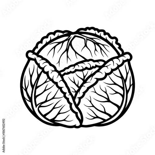 Illustrated cabbage drawing isolated on transparent background, Vector