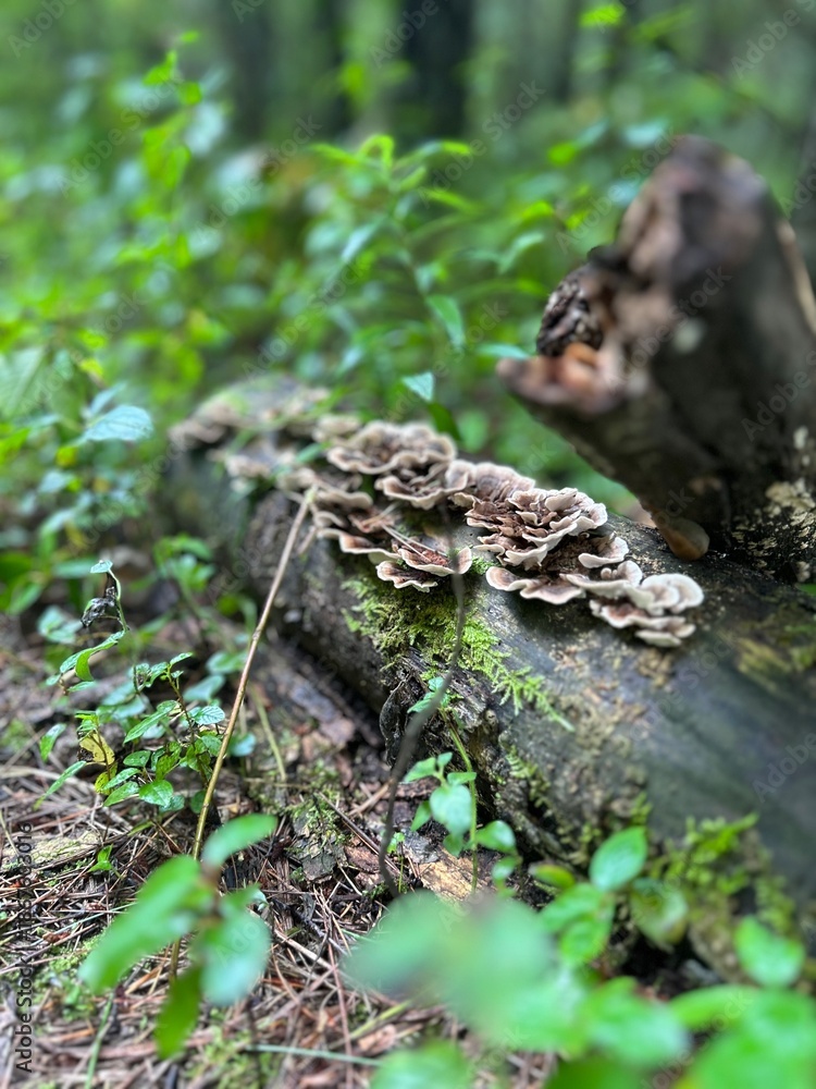 Obraz premium mushroom tour