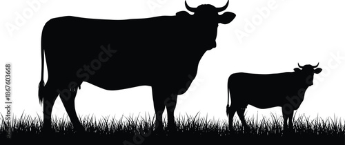 Silhouette of a cow and calf standing in a grassy field