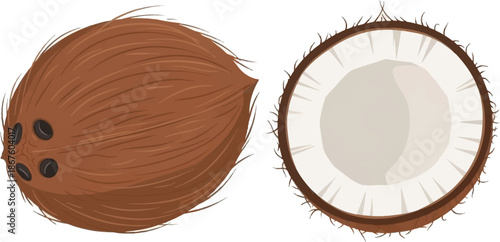 Illustration of a whole coconut and a halved coconut showing the interior