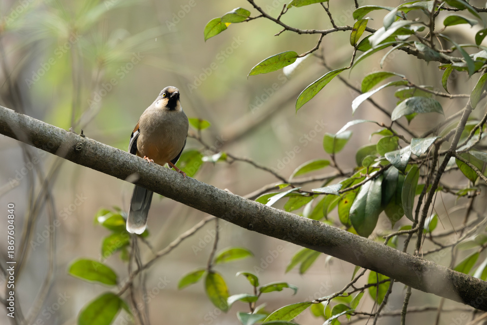 Fototapeta premium Variegated laughingthrush perched quietly among forest branches beneath soft woodland light
