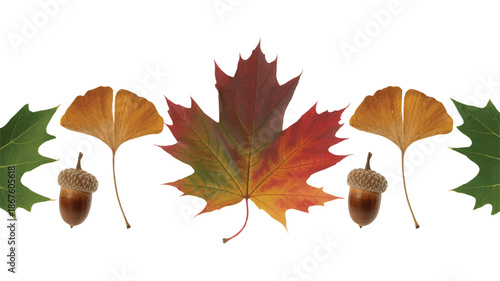 autumn leaves and acorns on white background