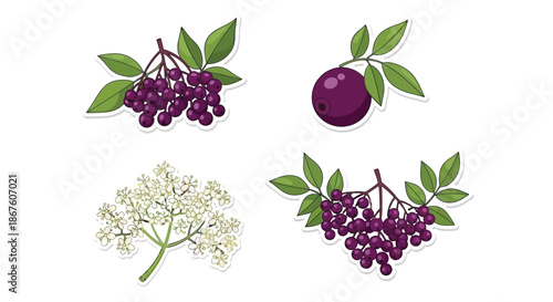 Fotografija Illustrations of elderberry plants showcasing berries flowers and foliage detail