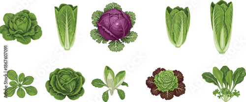 Set of Fresh Green Leafy Vegetables and Cabbage Varieties Vector Illustration for Organic Food, Farming, Healthy Nutrition Design