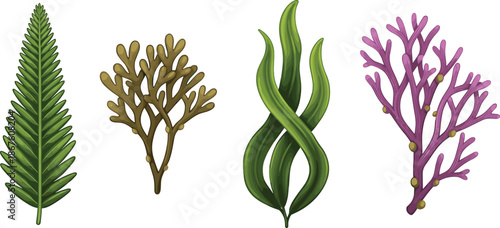 Set of Seaweed and Marine Algae Illustrations, Colorful Ocean Plant Vector Collection for Underwater, Nature, Biology Design