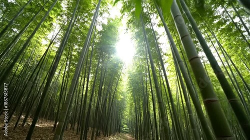 Sunlit bamboo forest with tall, slender trunks forming a sun-dappled, tranquil path. Soft light hue