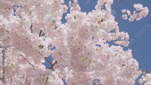 Cherry blossom in Sakura garden. Pink flower of fruit tree. Blooming branch flower and blue sky, spring. Easter Sakura. Spring flower. Spring blossom branch with cherry Sakura