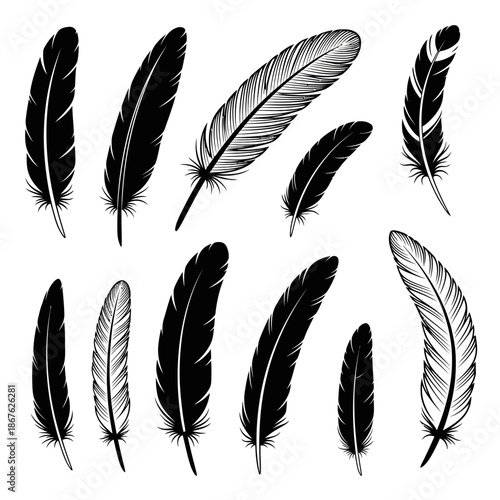 A collection of various black and gray feathers displayed on a white background