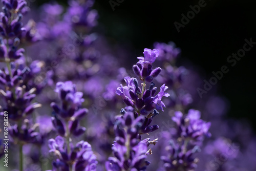 Macro closeup of lavender blossoms bathed in sunlight, creating a tranquil ar...