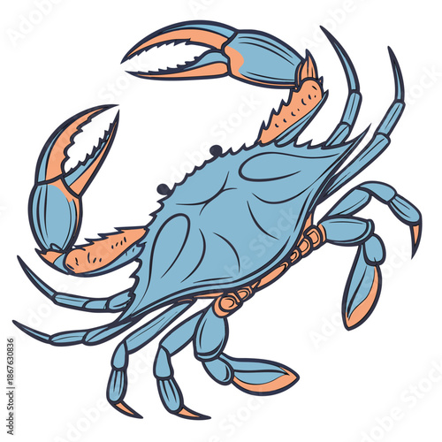 Highly detailed realistic blue crab vector illustration shown from a top view with natural blue and orange shell colors. Clean and sharp vector lines make this design perfect for seafood branding, res