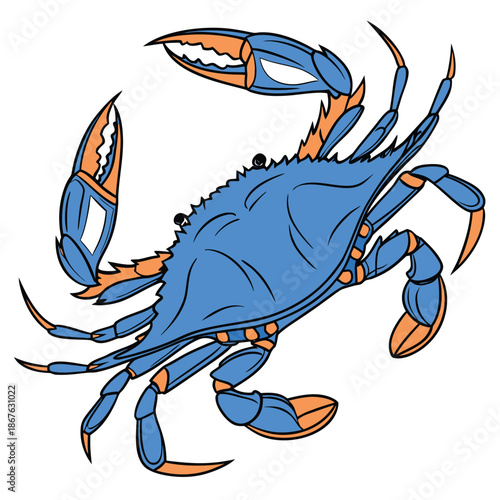 This high-quality, realistic blue crab vector illustration captures the vibrant colors and intricate details of the iconic Callinectes sapidus. Featuring the signature bright blue claws and mottled.