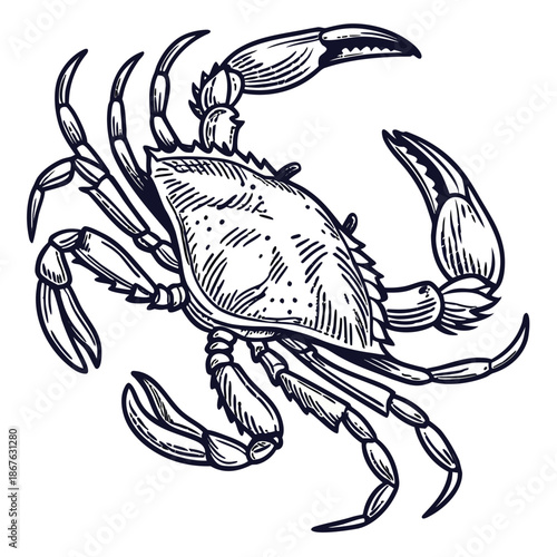 This high-quality, realistic blue crab vector illustration captures the vibrant colors and intricate details of the iconic Callinectes sapidus. Featuring the signature bright blue claws and mottled.