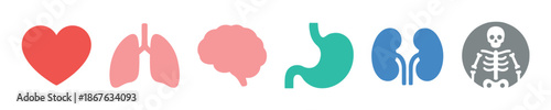 Set of colorful human internal organ icons including heart, lungs, brain, stomach, kidneys, and skeleton in a flat design style
