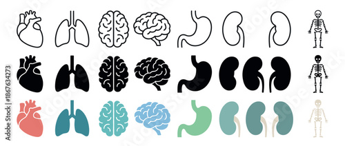 Set of human internal organ vector icons showing heart, lungs, brain, stomach, kidneys, and skeleton in three different styles: outline, silhouette, and color