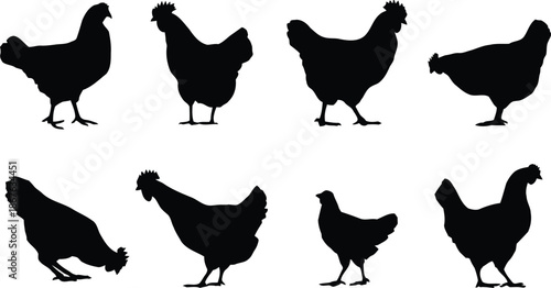 chicken, poultry, farm animal, bird, silhouette, standing, walking, looking, animal, fowl, hen, rooster, domestic animal, livestock, agriculture, farming, rural, countryside, ranch, nature, wildlife, 