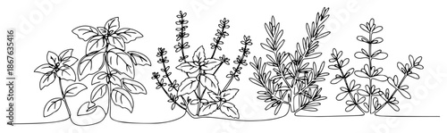 Continuous line drawing of fresh culinary herbs including basil mint and rosemary