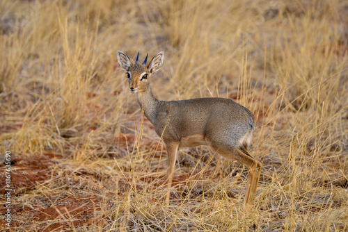 Картината върху платно Dik dik de Kirk, Madoqua kirki,