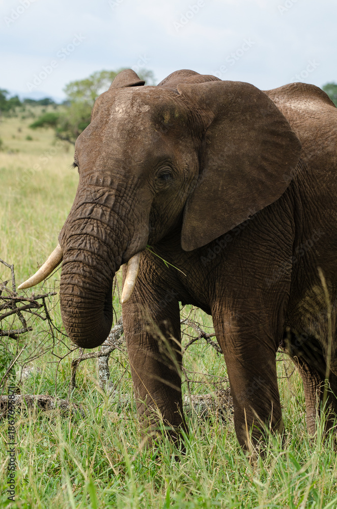 Fototapeta premium Eléphant d'Afrique
