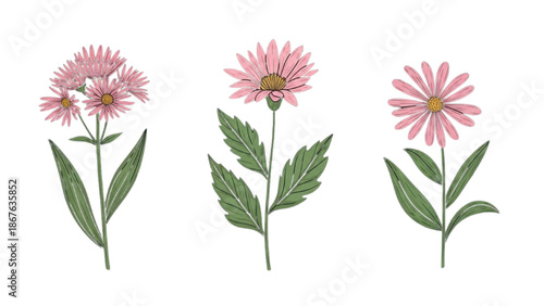 Illustration of three pink flowers with green leaves on a white background from a straightforward viewpoint