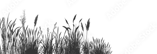 
Silhouette of cattails and reeds. 