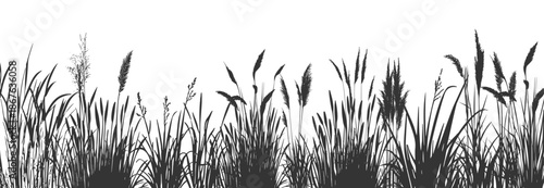 Wild grass on the river bank. Swamp coastal plants.