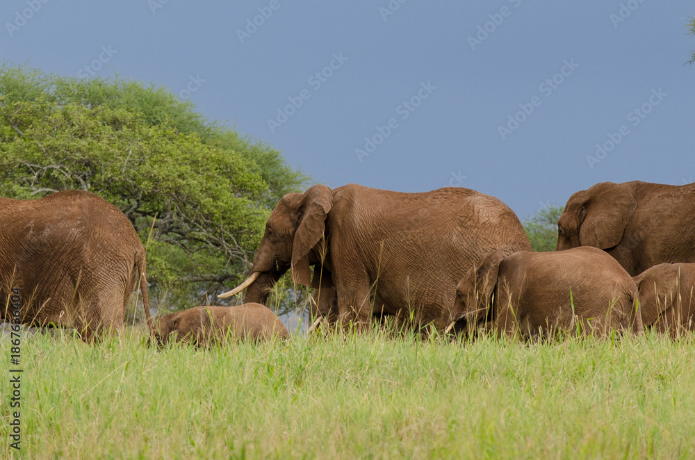 Fototapeta premium Eléphant d'Afrique