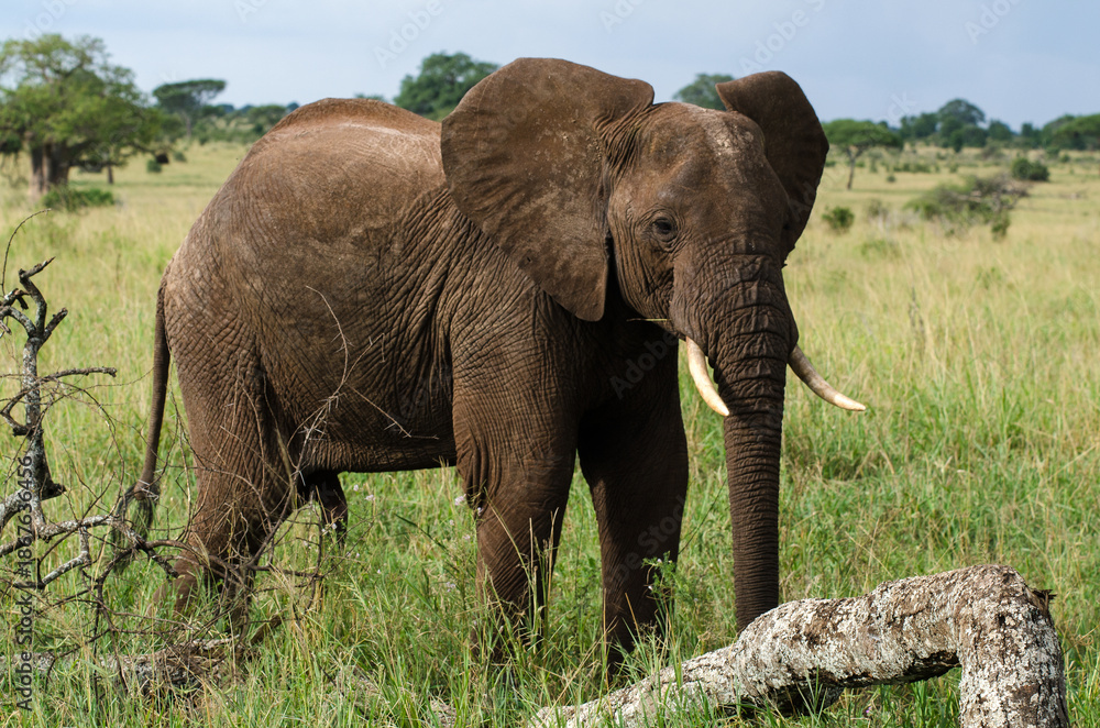 Fototapeta premium Eléphant d'Afrique