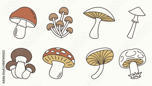 Assorted Edible Mushroom Illustrations for Autumn Harvest Recipe Blogs Food Packaging and Nature Education Design Projects