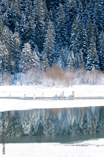 waterbirds on a frozen lake 