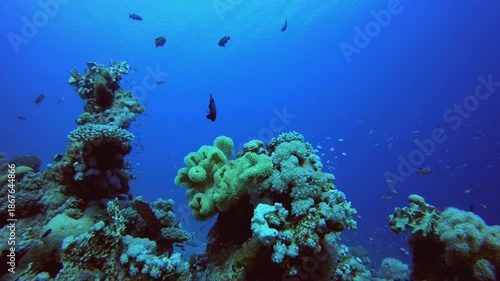 Wallpaper Mural Colourful Fish and Soft Coral. Underwater sea fish. Colourful underwater seascape. Tropical fish reef marine. Underwater sea fish. Tropical fish reef marine. Torontodigital.ca