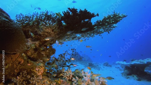 Wallpaper Mural Colourful Coral Reef Scene. Underwater colourful sea fish. Tropical reef marine. Corals tropical life. Coral garden seascape. Blue water background. Torontodigital.ca