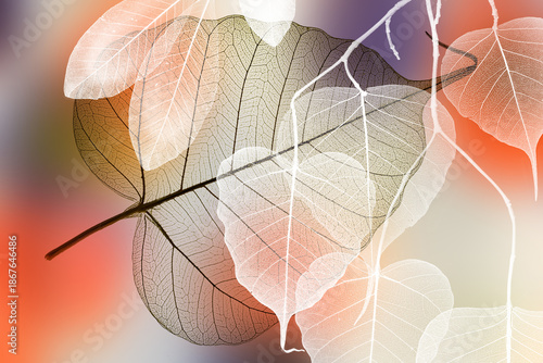 leaf texture, leaf background with veins and cells