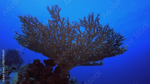 Wallpaper Mural Coral Garden Hard Corals. Coral garden seascape. Blue water background. Blue turquoise sea water waves. Colourful tropical coral reefs. Torontodigital.ca