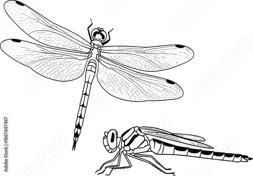Detailed dragonfly line art illustration featuring top and side views for nature education and coloring.