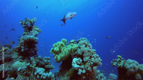 Wallpaper Mural Coral Garden Marine Life Seascape. Underwater sea fish. Colourful underwater seascape. Tropical fish reef marine. Underwater sea fish. Tropical fish reef marine. Torontodigital.ca
