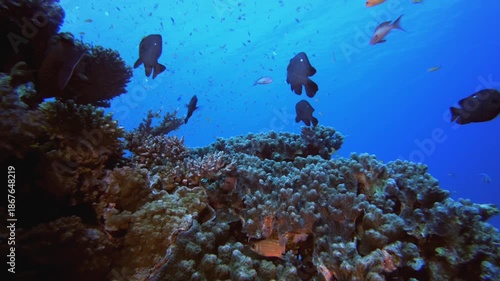 Wallpaper Mural Coral Garden Vibrant Fish. Tropical underwater sea fish. Colourful tropical coral reef. Scene reef. Marine life sea world. Underwater fish reef marine. Torontodigital.ca